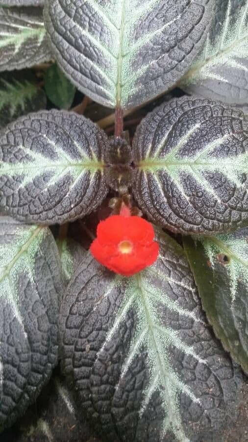 Episcia cupreata 2
