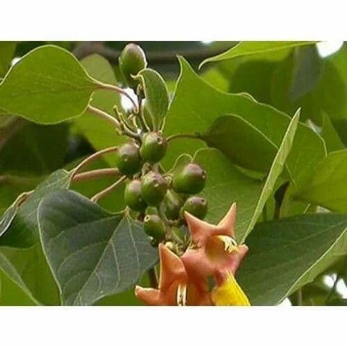 Gmelina arborea 7