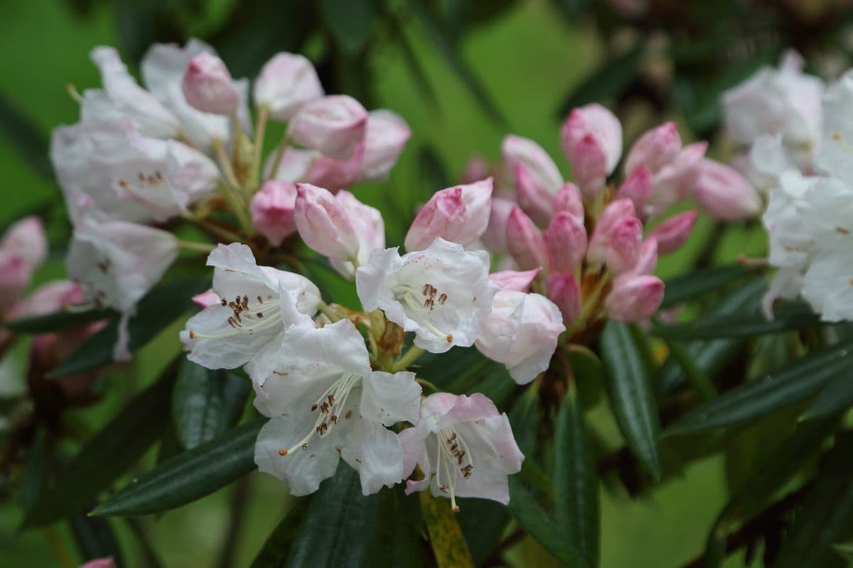 Rododendro 5