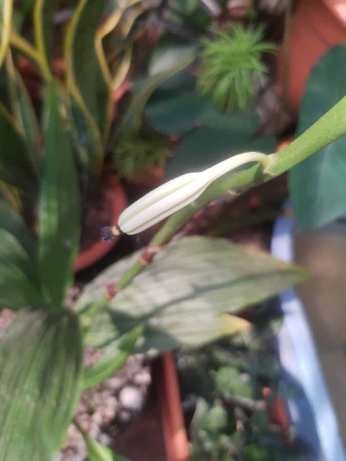 Phaius di Tankerville 2