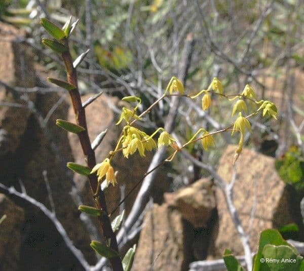Dendrobium 4