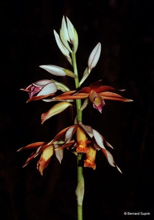 Phaius di Tankerville