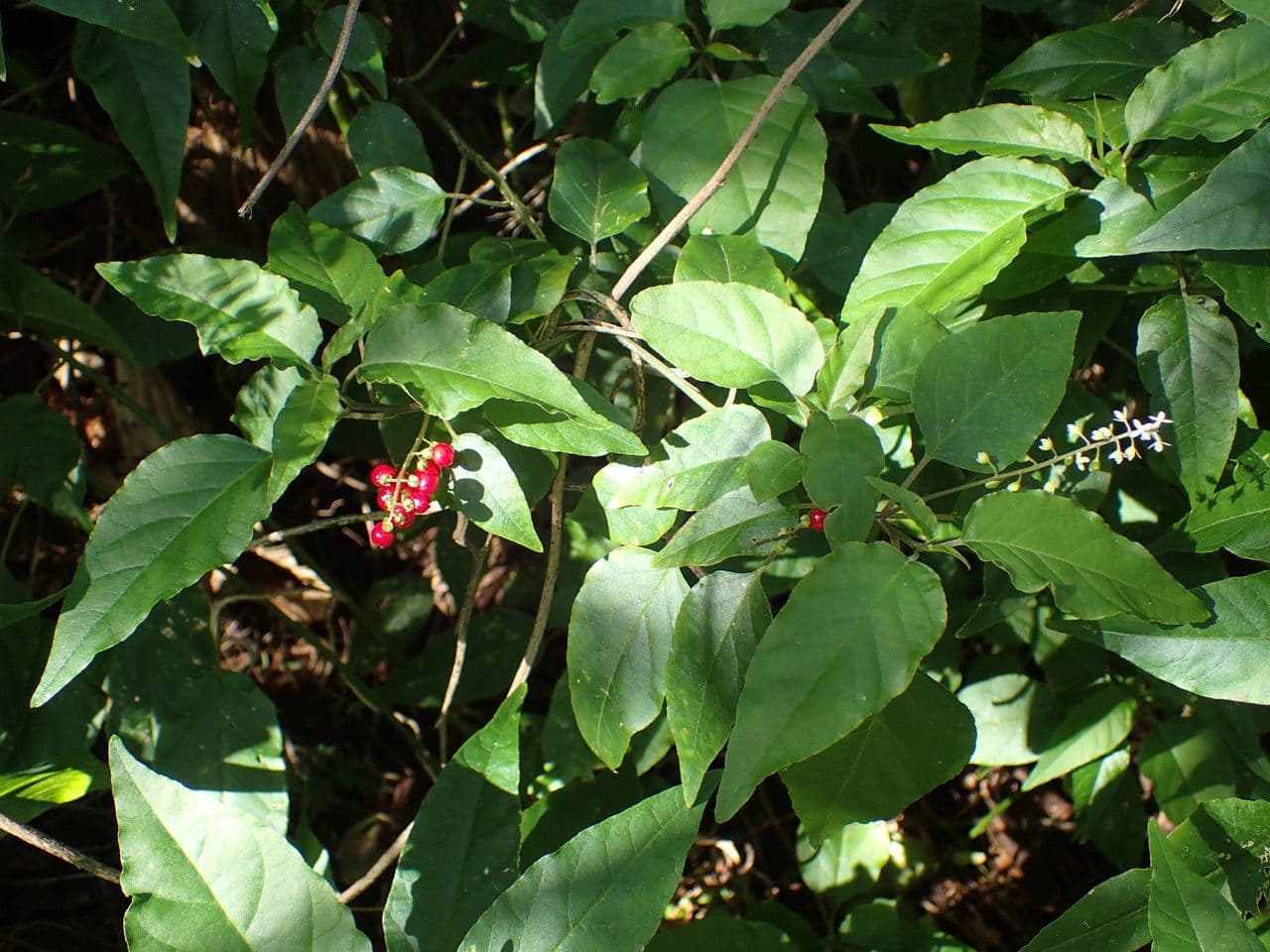 Rivina 11