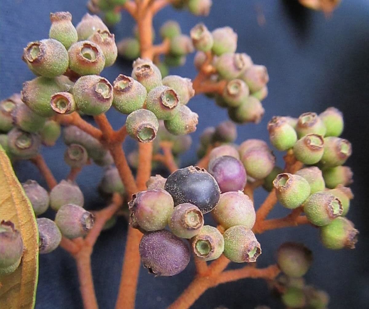 Miconia