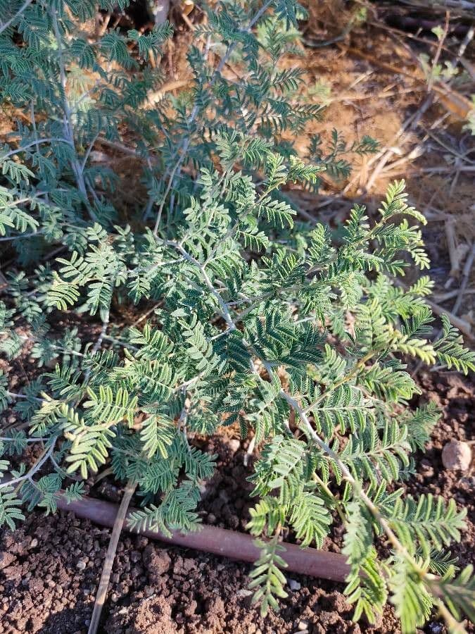 Prosopis 13