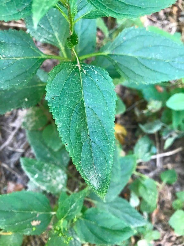 Escrofularia 20