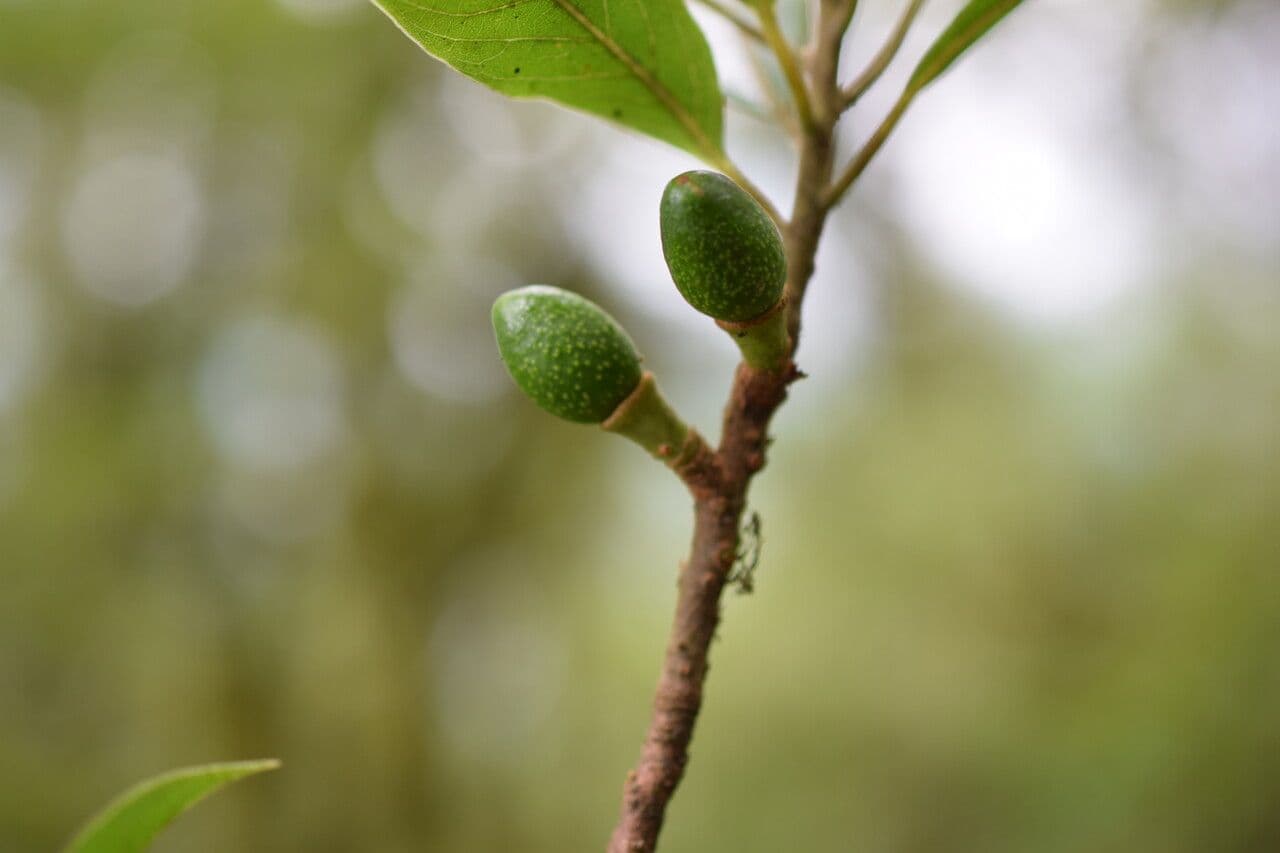 Dodecadenia 4