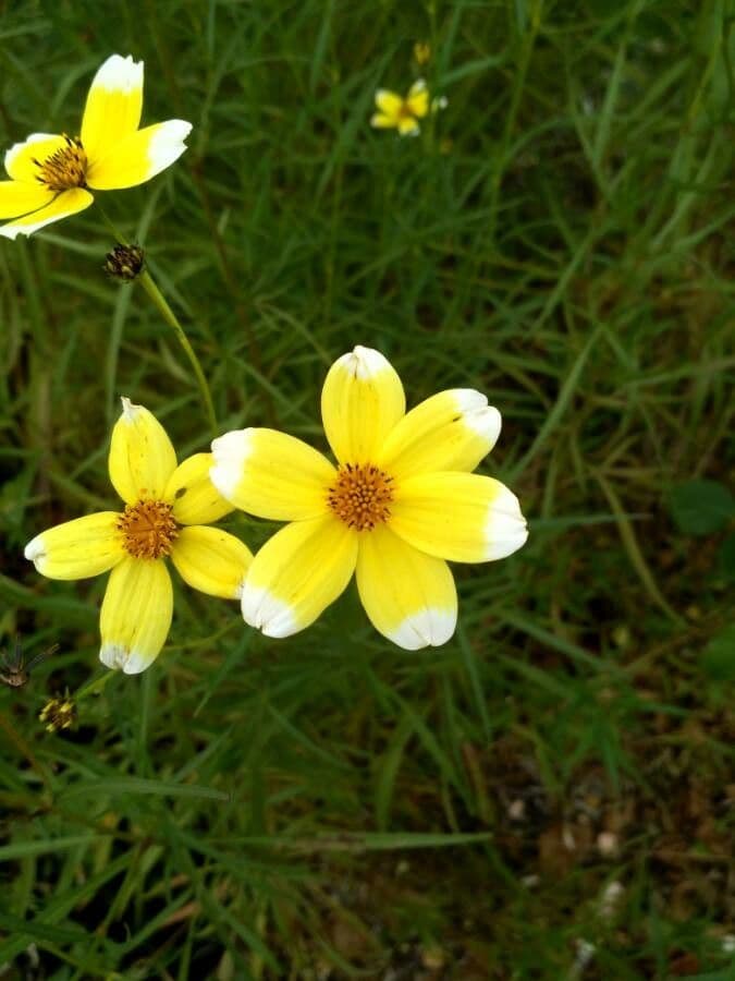 Bidens aurea 6