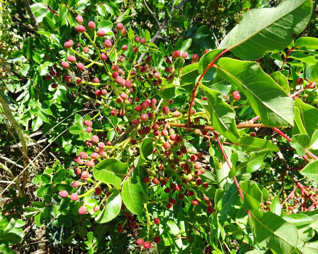Cornicabra 2