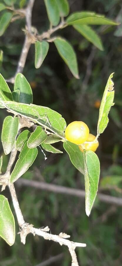 Celtis 3