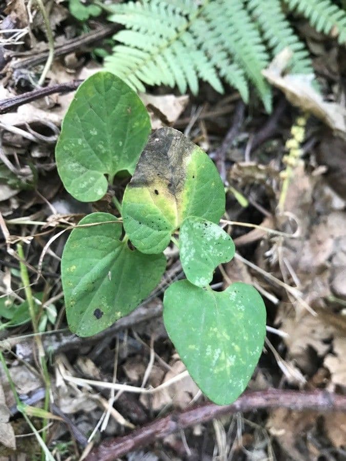 Aristolochia 11