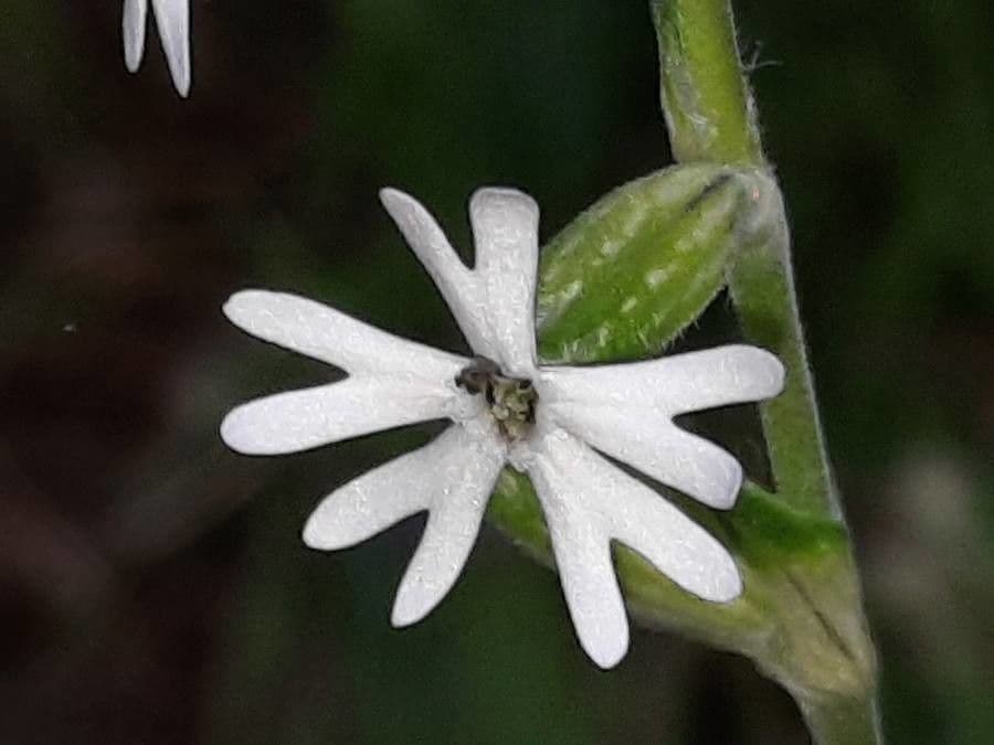 Mediterranean catchfly 9