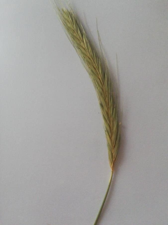 Orzo bulboso 16