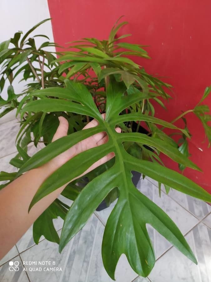 Philodendron 10