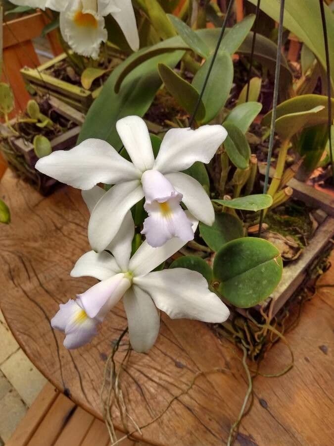 Cattleya viola 2