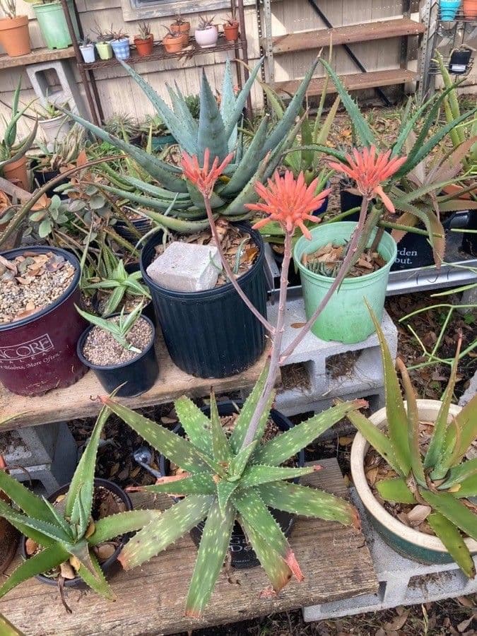 Aloe
