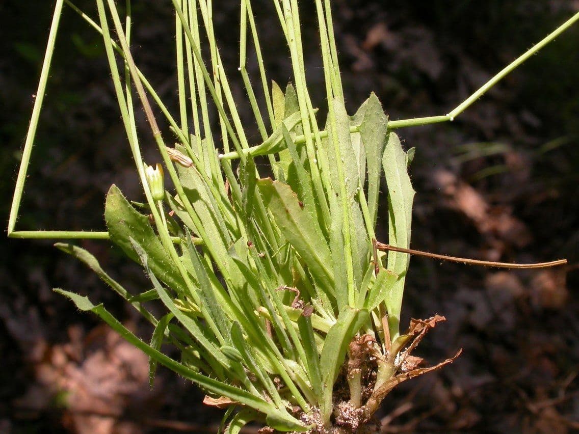 Krigia virginiana 17