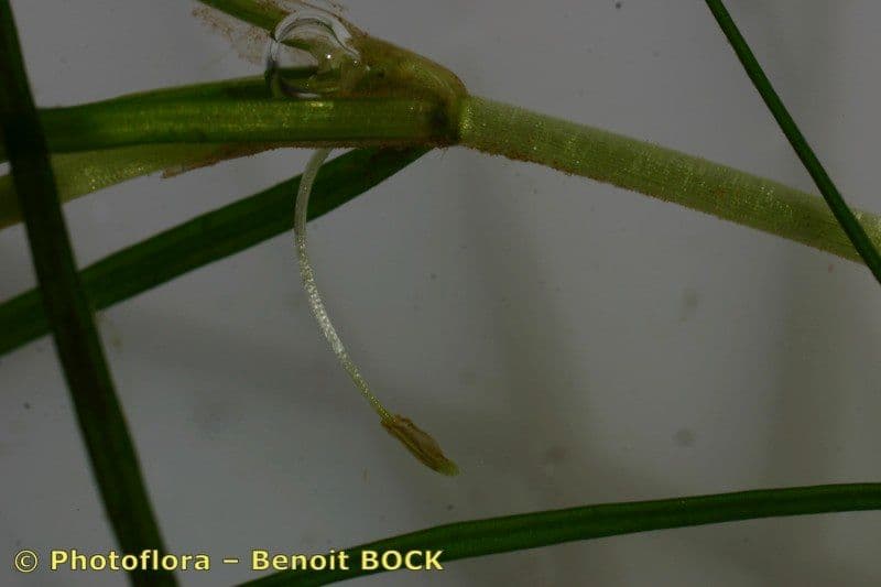 Zanichellia palustre 21