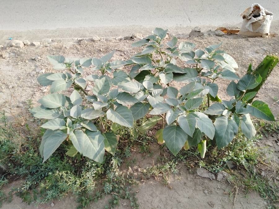 Datura metel 25