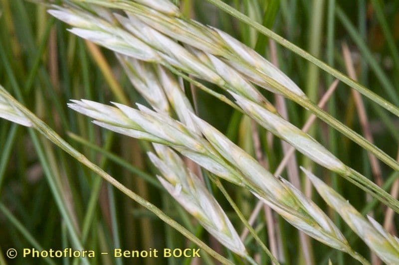 Festuca gautieri 8