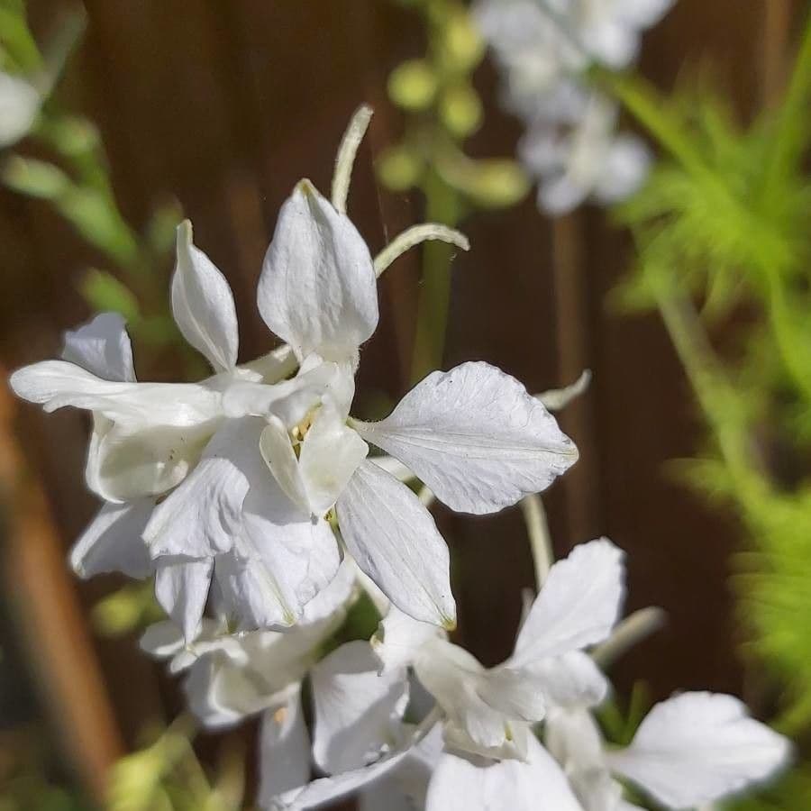 Delphinium gypsophilum 6