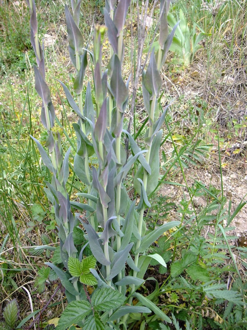 Arabetta liscia 13