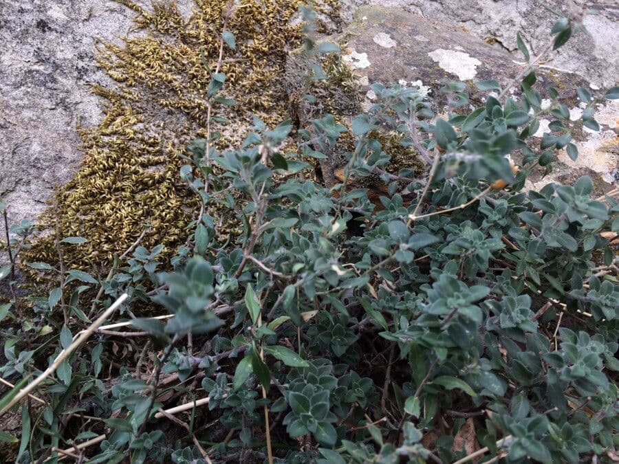 Ziziphora 9