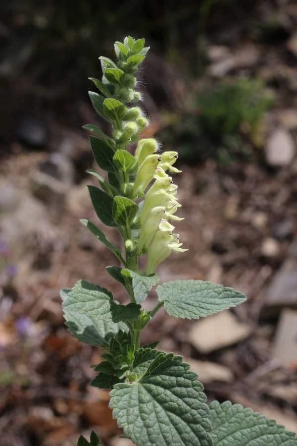 Scutellaria 2