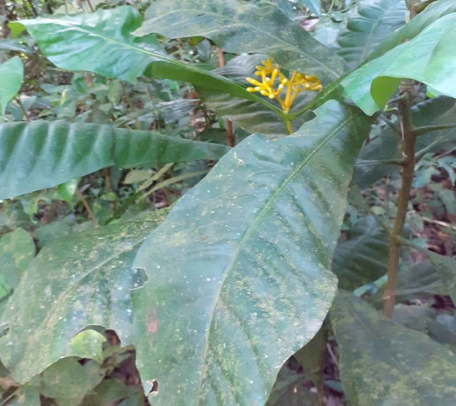 Potalia 15