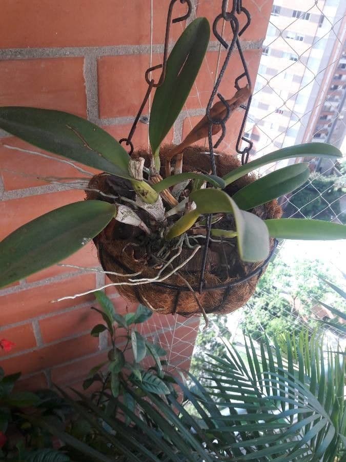 Dendrobium 10