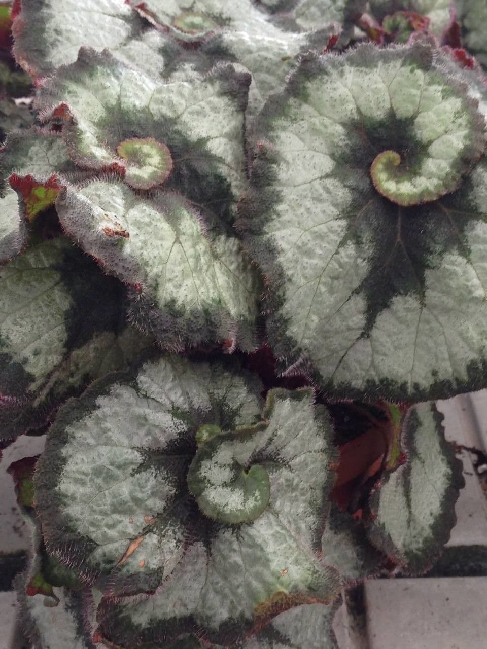 Begonia rex 7