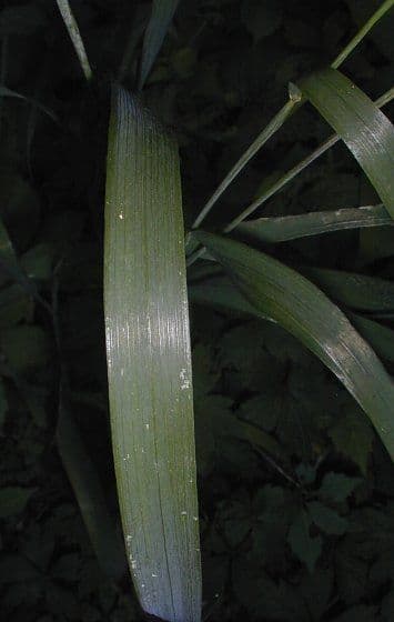 Elymus elymoides 10