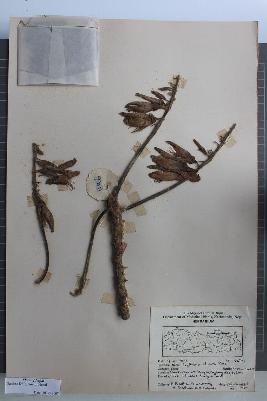 Korallenbaum 13