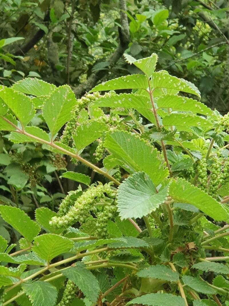 Stryphnodendron