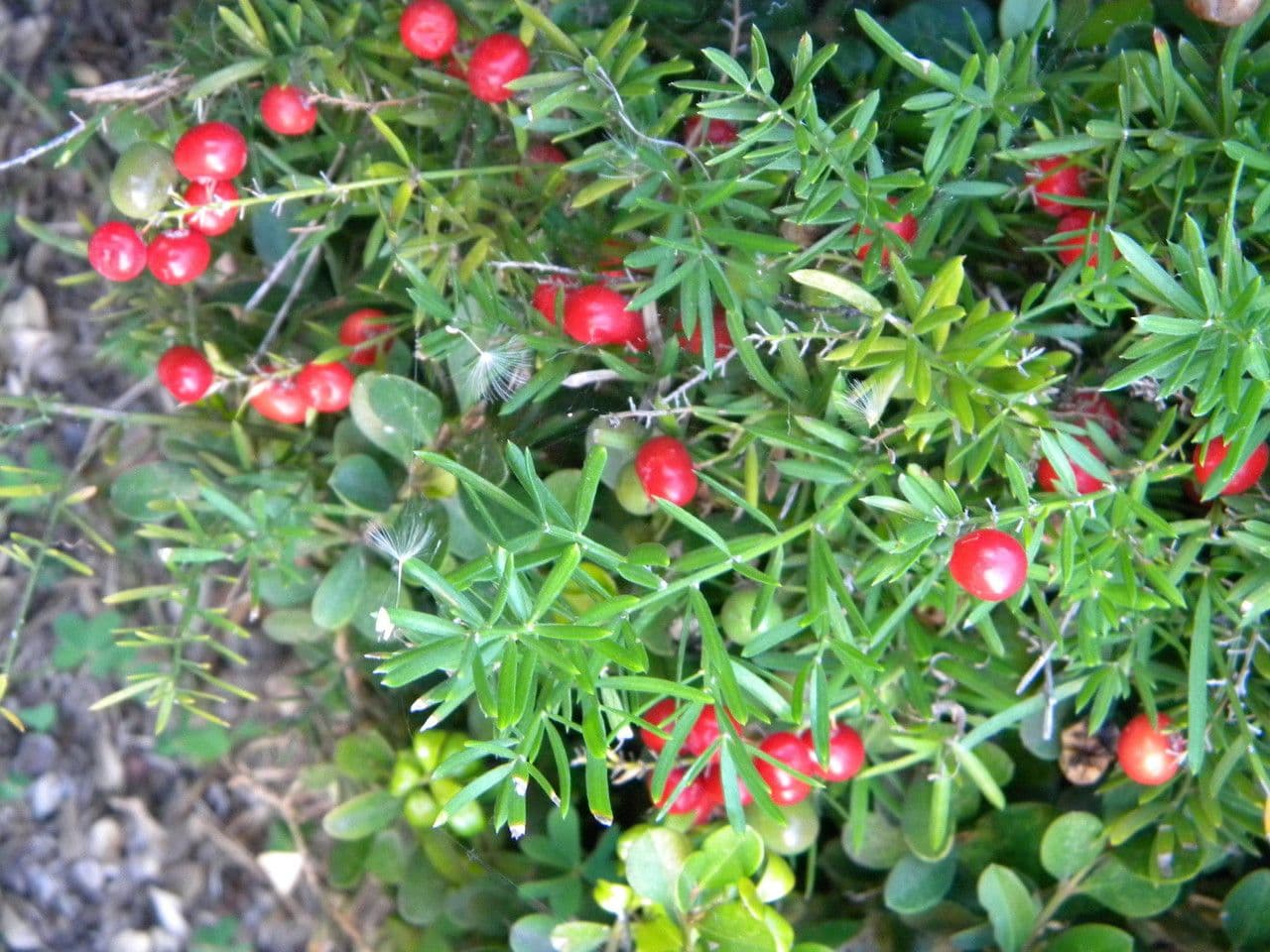 Garten-Spargel 5