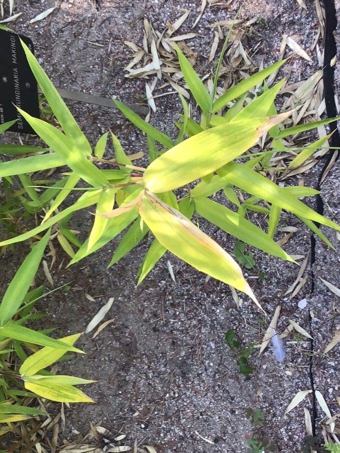 Semiarundinaria
