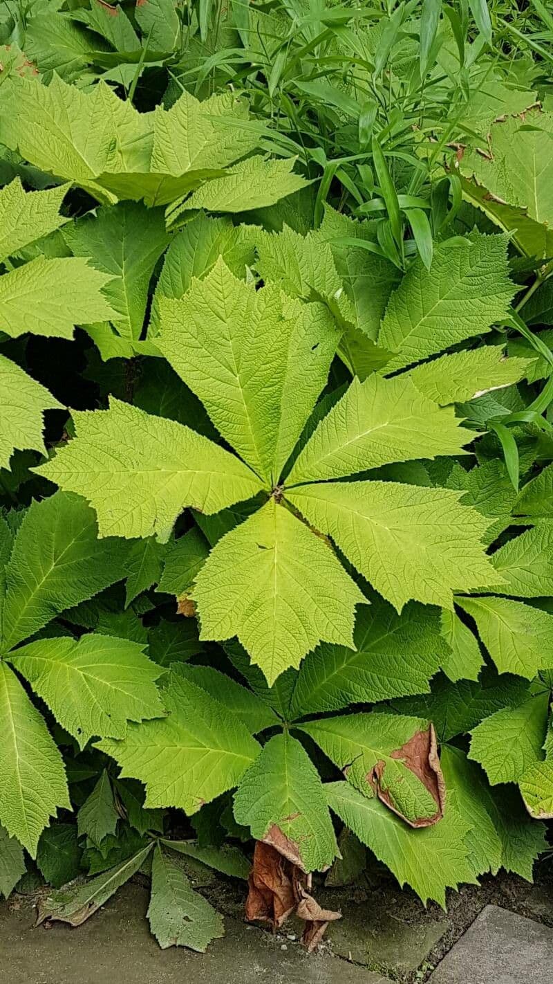Rodgersia stopkatá 12