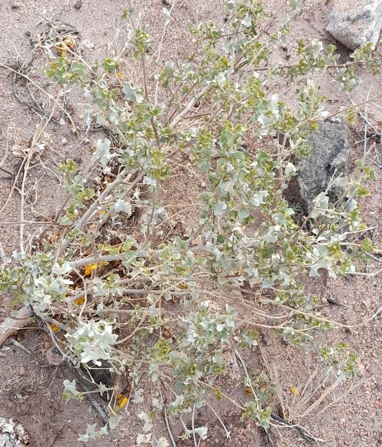 Atriplice ondulata 4