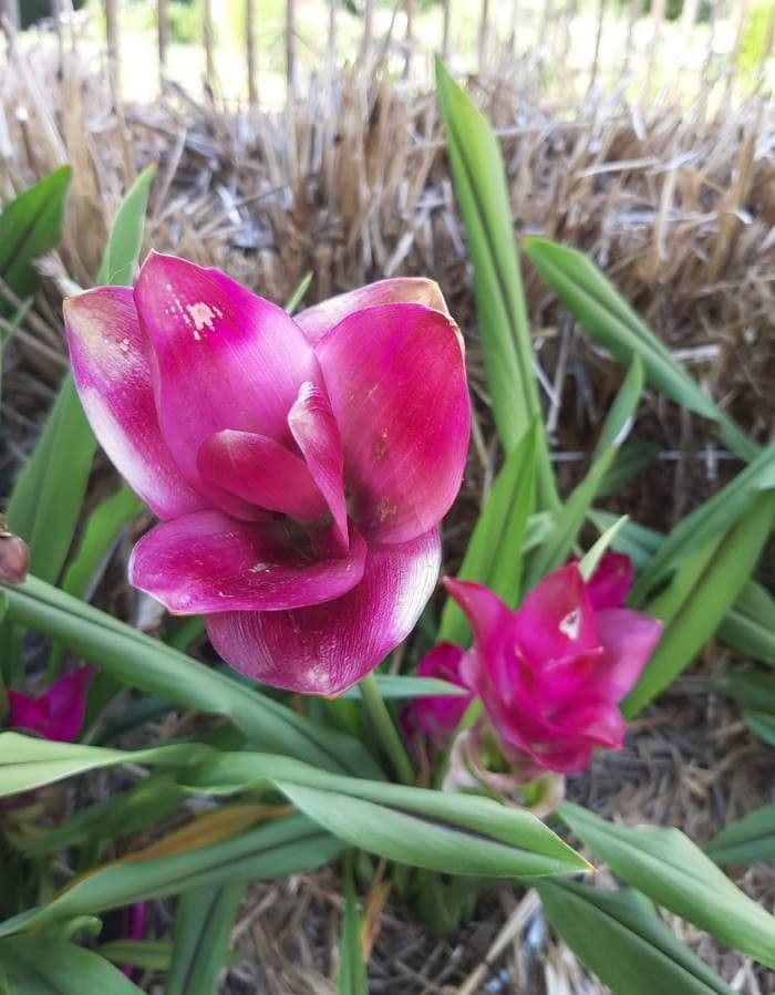 Siam-Tulpe 5