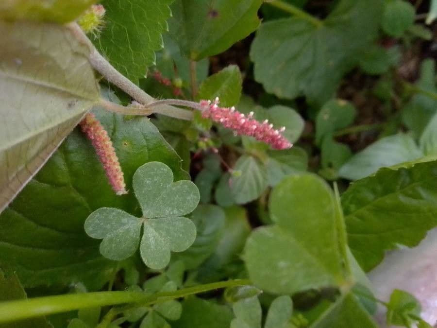 Acalypha monostachya 4