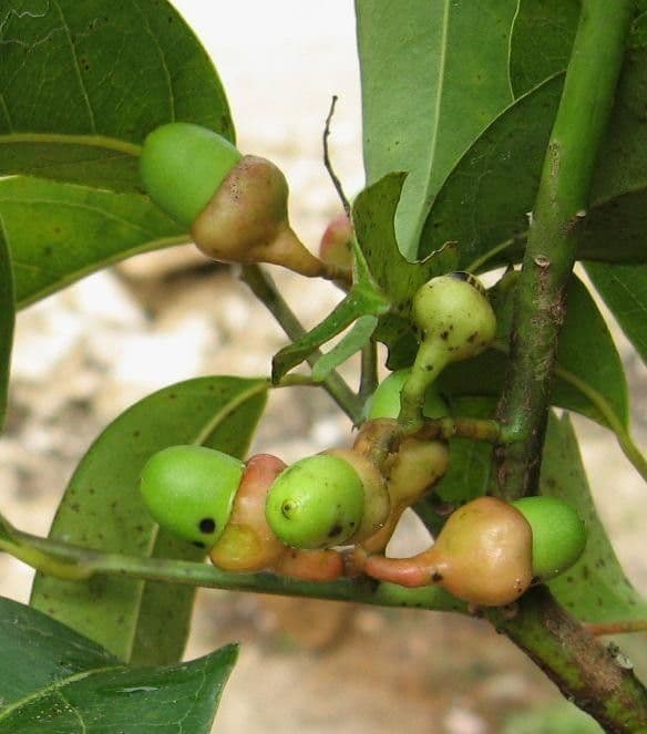 Ocotea cernua