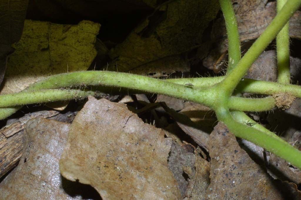 Matelea 16
