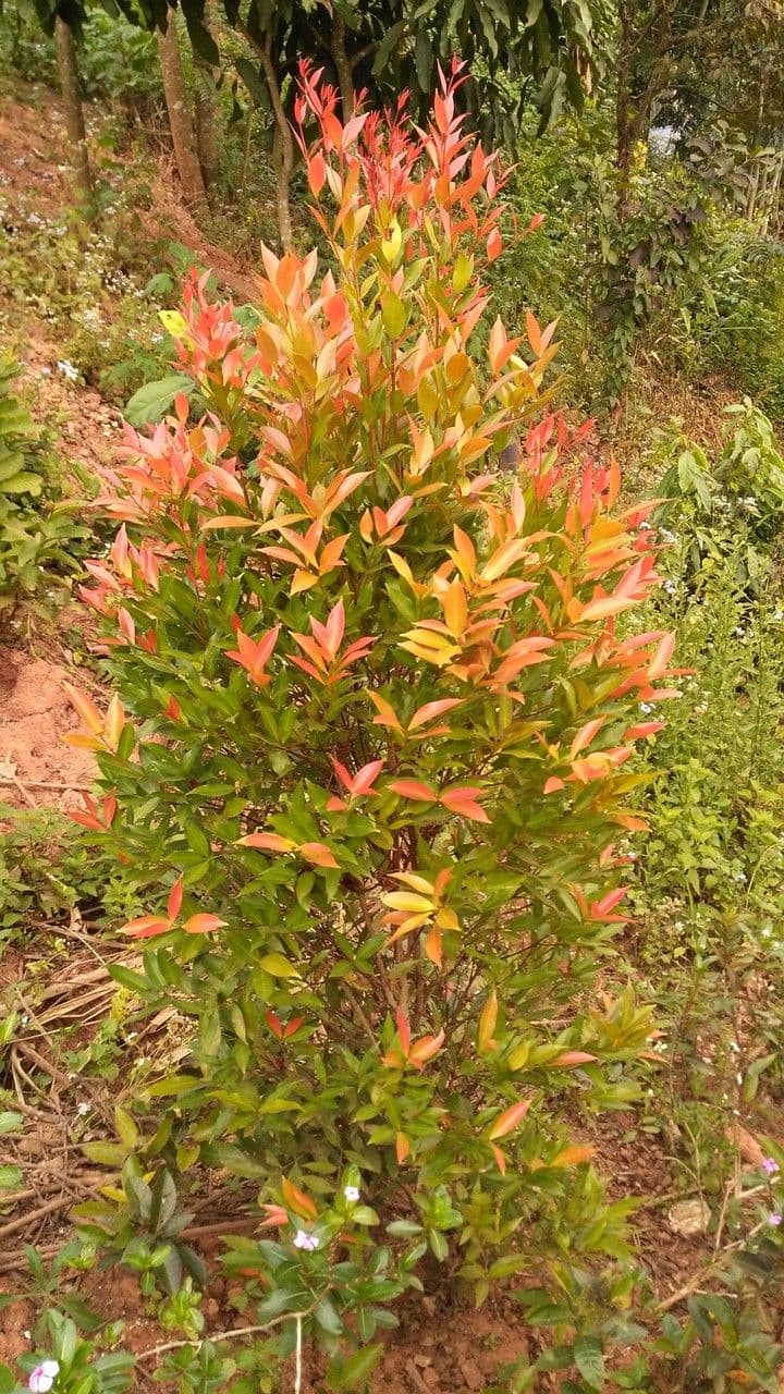 Photinia 12