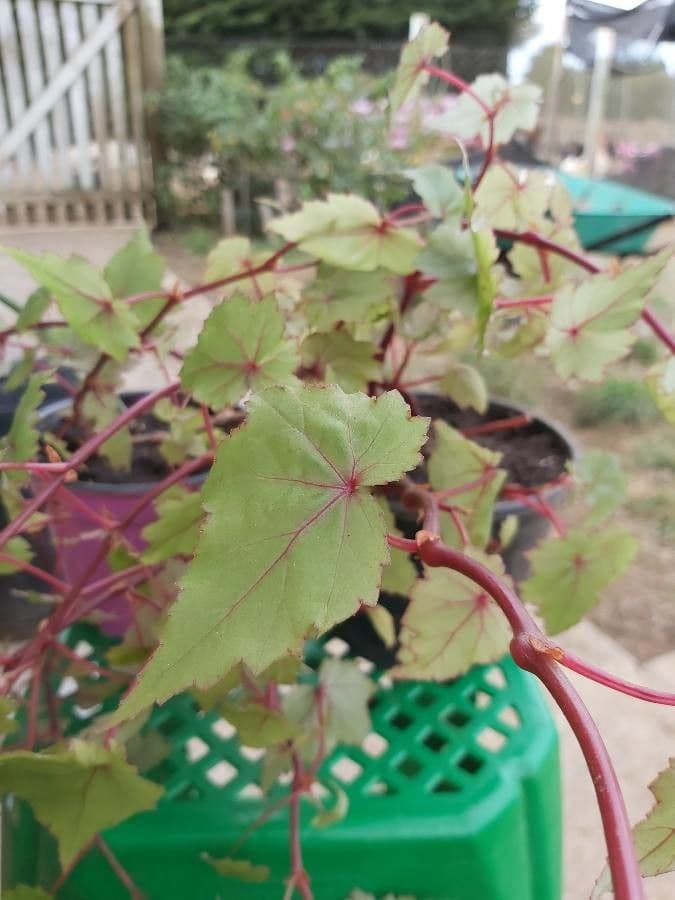 Begonia 10