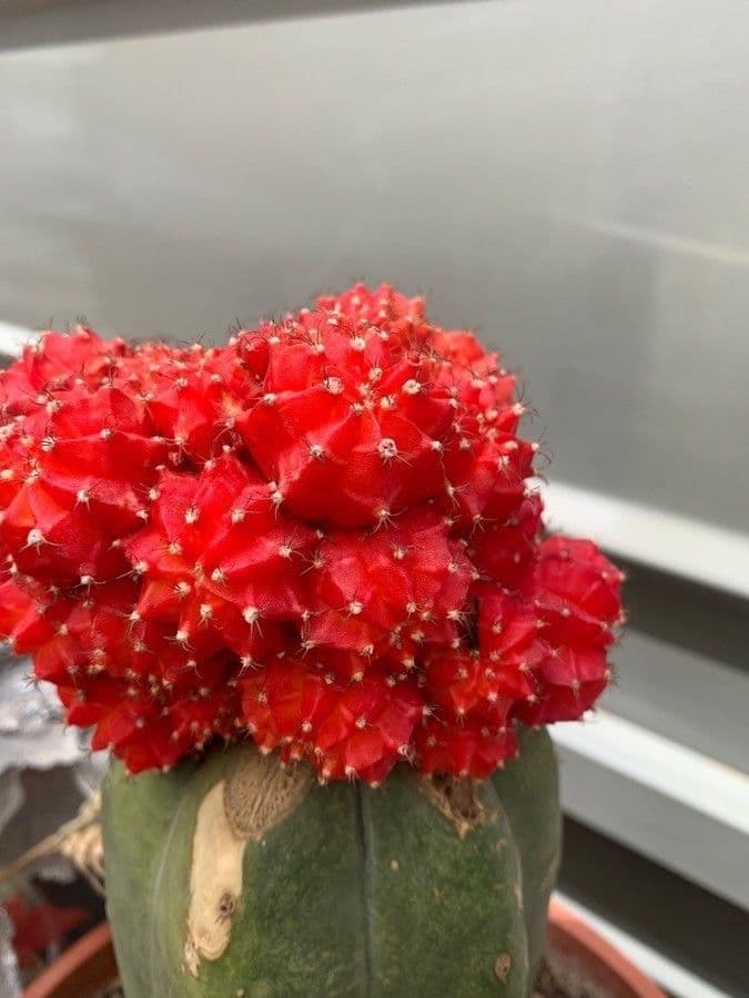 Cactus lunare 5