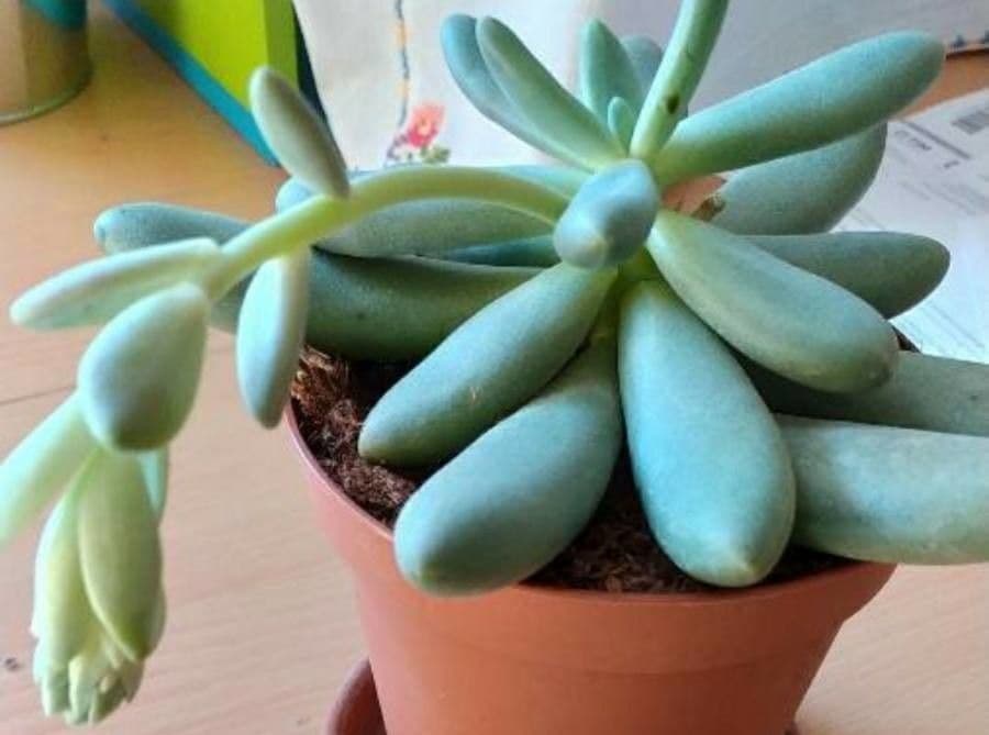 Graptopetalum 2
