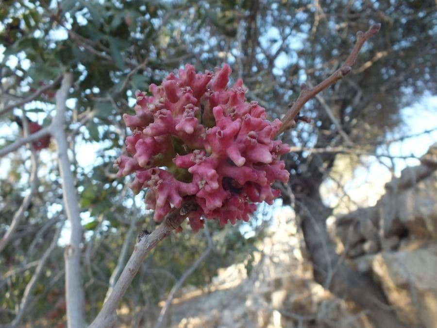 Pistacia