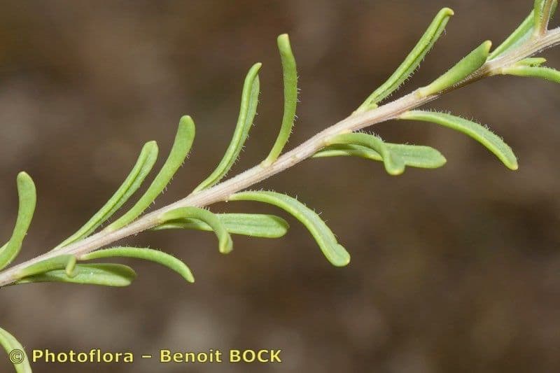 Iberis procumbens 18