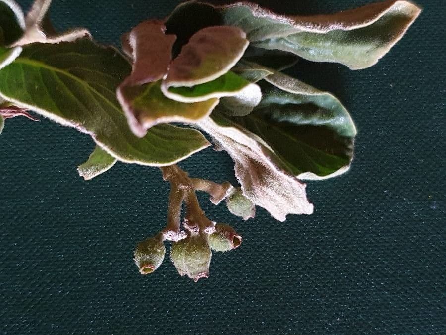 Psychotria 14