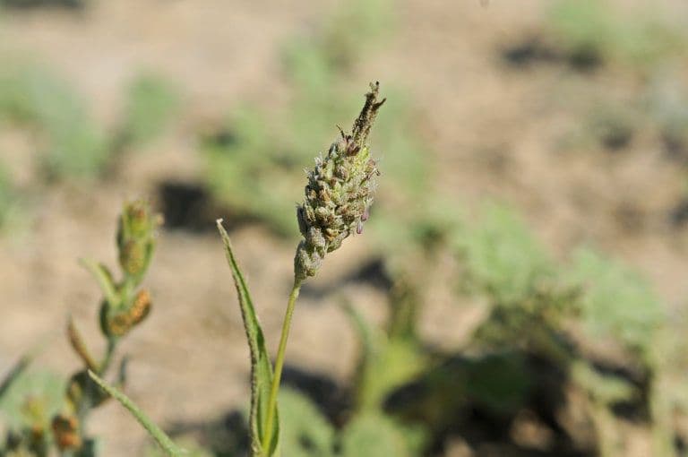 Neostapfia 3